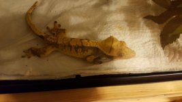 IMG_20170911_23354.jpg