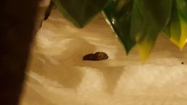 IMG_20170911_5859.jpg