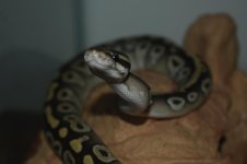 DSC_0283.jpg