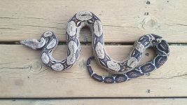 nagini.jpg