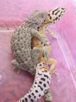 tokay_fucking_leo1.jpg