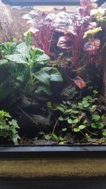 Dart Frog Viv.jpg Dart Frog Viv.jpg