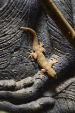 Gecko 19.jpg