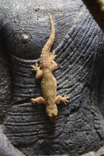Gecko 18.jpg