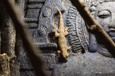 Gecko 16.jpg