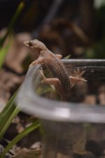 Gecko 5.jpg