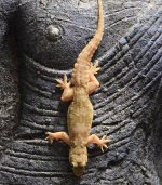 Gecko 17.jpg