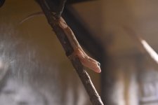 Gecko 2.jpg