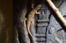 Gecko 15.jpg