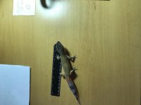 IMG_7567.jpg