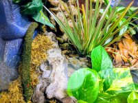 MVIMG_20180603_121820-EFFECTS.jpg