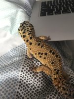 IMG_3694.jpg IMG_3694.jpg