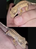 Gecko 1.jpg