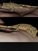 Gecko 5.jpg