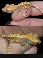 Gecko 2 .jpg