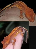 Gecko 4.jpg