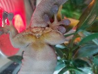 gecko.jpg