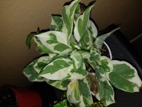 20180908_204701.jpg