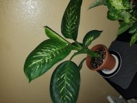 20180908_204755.jpg