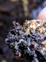worms1.jpg worms1.jpg