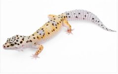 enigma.jpg enigma.jpg