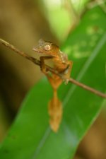 Uroplatus-finaritra_MarkDScherz_DSC2253.jpg Uroplatus-finaritra_MarkDScherz_DSC2253.jpg