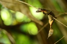 Uroplatus-finaritra_MarkDScherz_DSC2543.jpg Uroplatus-finaritra_MarkDScherz_DSC2543.jpg
