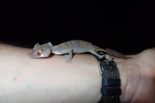 Uroplatus-finaritra_MarkDScherz_PB230719.jpg Uroplatus-finaritra_MarkDScherz_PB230719.jpg