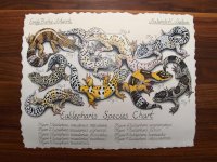 Eublepharis EB art 1.jpg