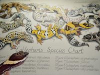 eublepharis EB art 2.jpg