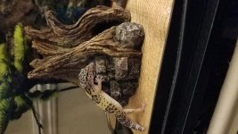 20190308_204344.jpg 20190308_204344.jpg