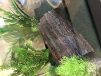 log.jpg