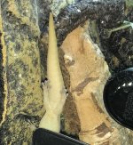 Kunu 12.jpg Kunu 12.jpg