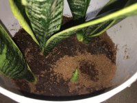 mold6.jpg