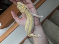 Friday_first_signs_of_shedding.jpg Friday_first_signs_of_shedding.jpg