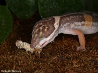 silkworms 01.jpg