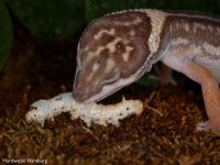 silkworms 03.jpg