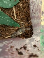 mysterygecko.jpg