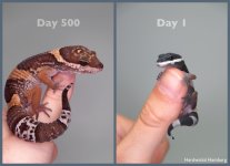Hardwickii 500 days.jpg