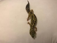 Leopard gecko.jpg