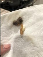 Screen Shot 2020-01-03 at 1.30.28 AM.jpg