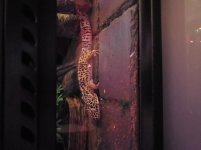 IMG_20200224_220721.jpg IMG_20200224_220721.jpg