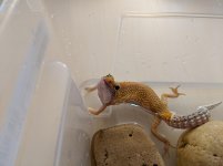 MVIMG_20200327_150755.jpg MVIMG_20200327_150755.jpg