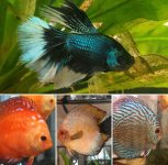 more of my fish~.jpg more of my fish~.jpg