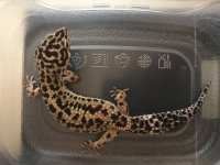 Leopard gecko morph.jpg