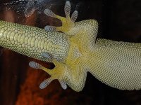 Giant Day Gecko gender2.jpg Giant Day Gecko gender2.jpg