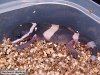 HW-003 hatchling.jpg