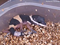 HW-004 hatchling.jpg