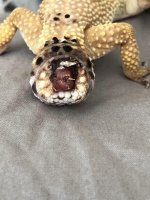 tail stump.jpg tail stump.jpg