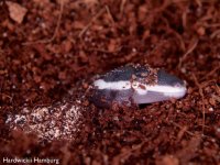 HW-005  hatching.jpg